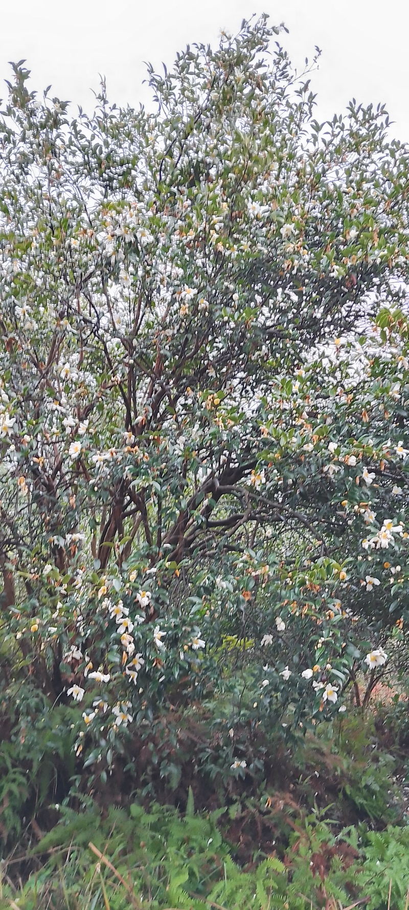 油茶鲜果，霜降后采摘，大量供应，岳阳县的滚远点