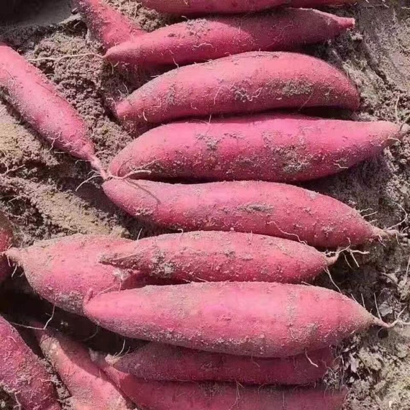 《畅销》西瓜红红薯基地直发保质保量对接全国一条龙服务