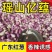 （瑶山亿蕴）广东红葱头剥皮葱米