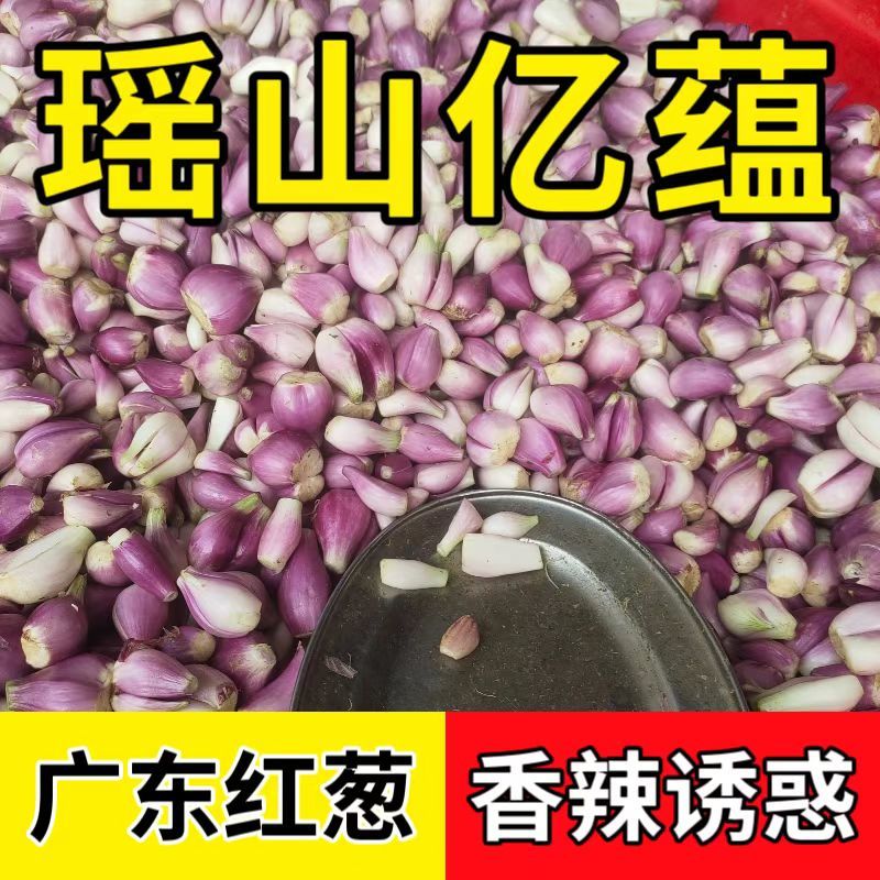 （瑶山亿蕴）广东红葱头剥皮葱米