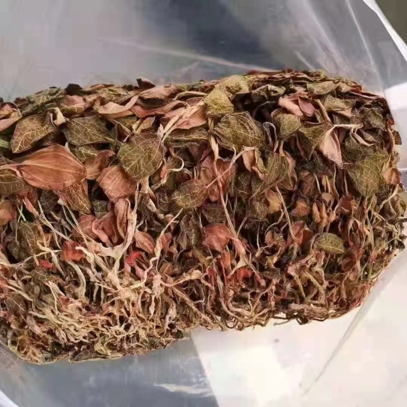 金线莲红霞福建大圆叶各规格大量批发源头直供