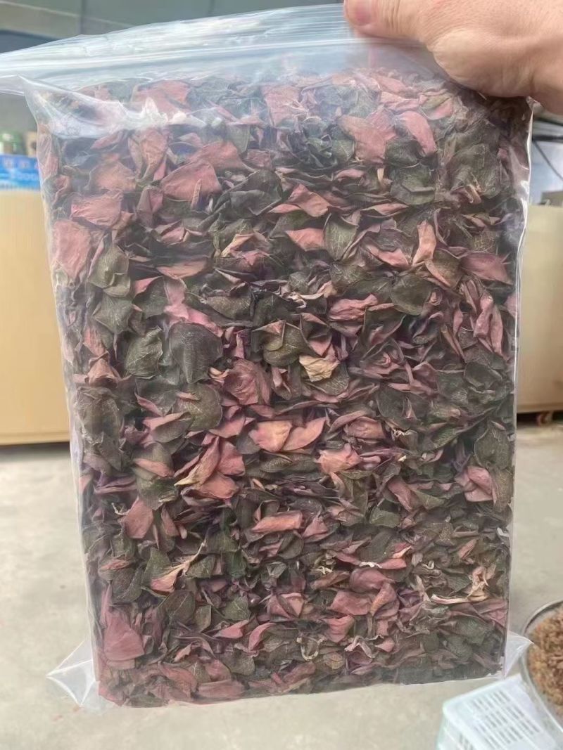 金线莲红霞福建大圆叶各规格大量批发源头直供