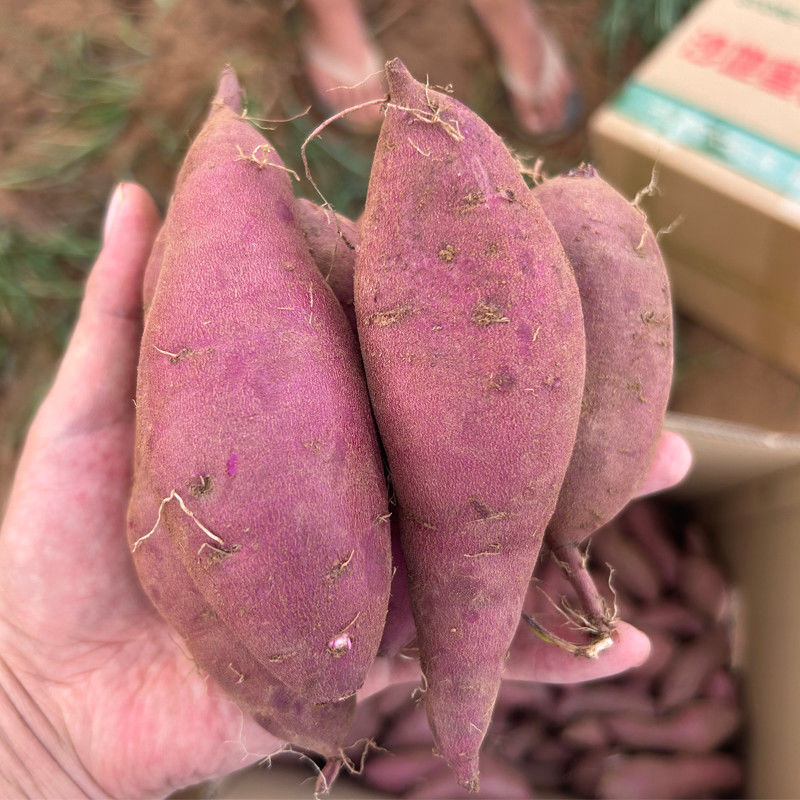 《畅销》湖北紫薯大量上市基地直发对接商超团购一条龙服务