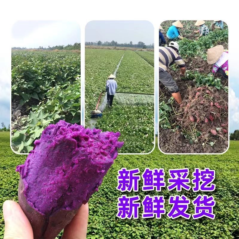 《畅销》湖北紫薯大量上市基地直发对接商超团购一条龙服务