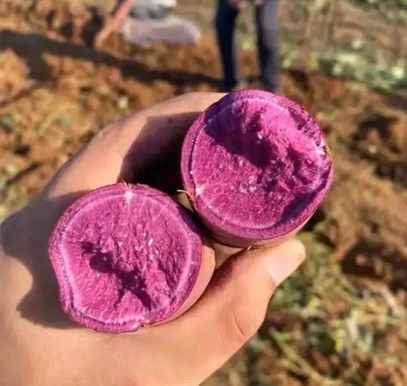 《畅销》湖北紫薯大量上市基地直发对接商超团购一条龙服务