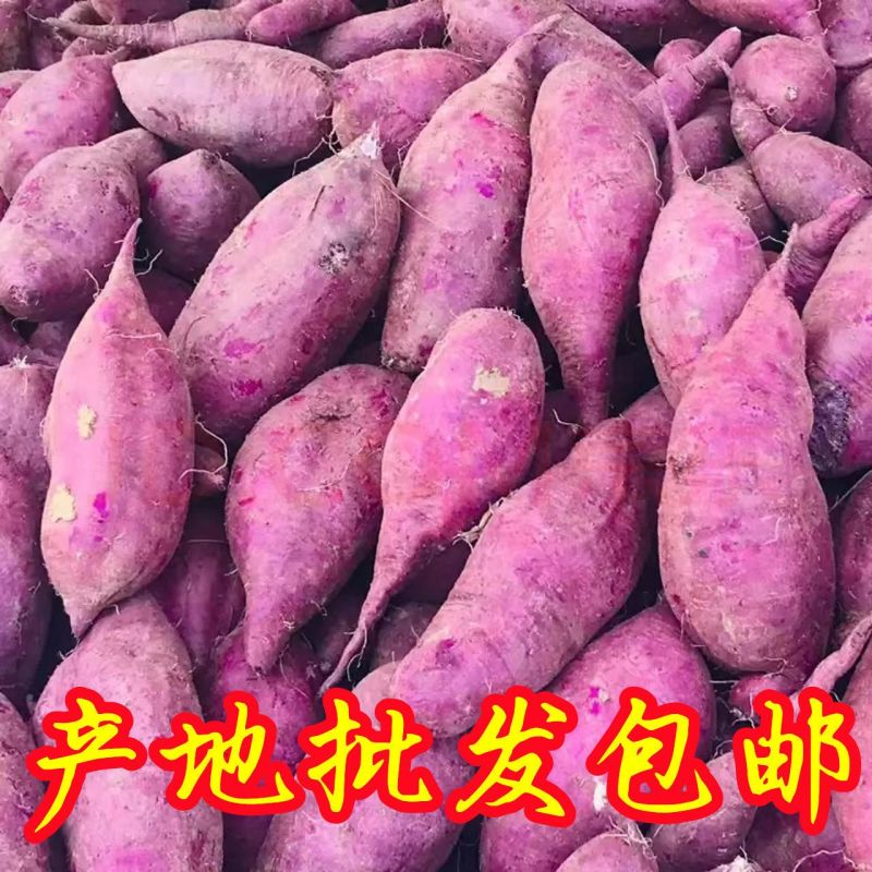 《畅销》湖北紫薯大量上市基地直发对接商超团购一条龙服务