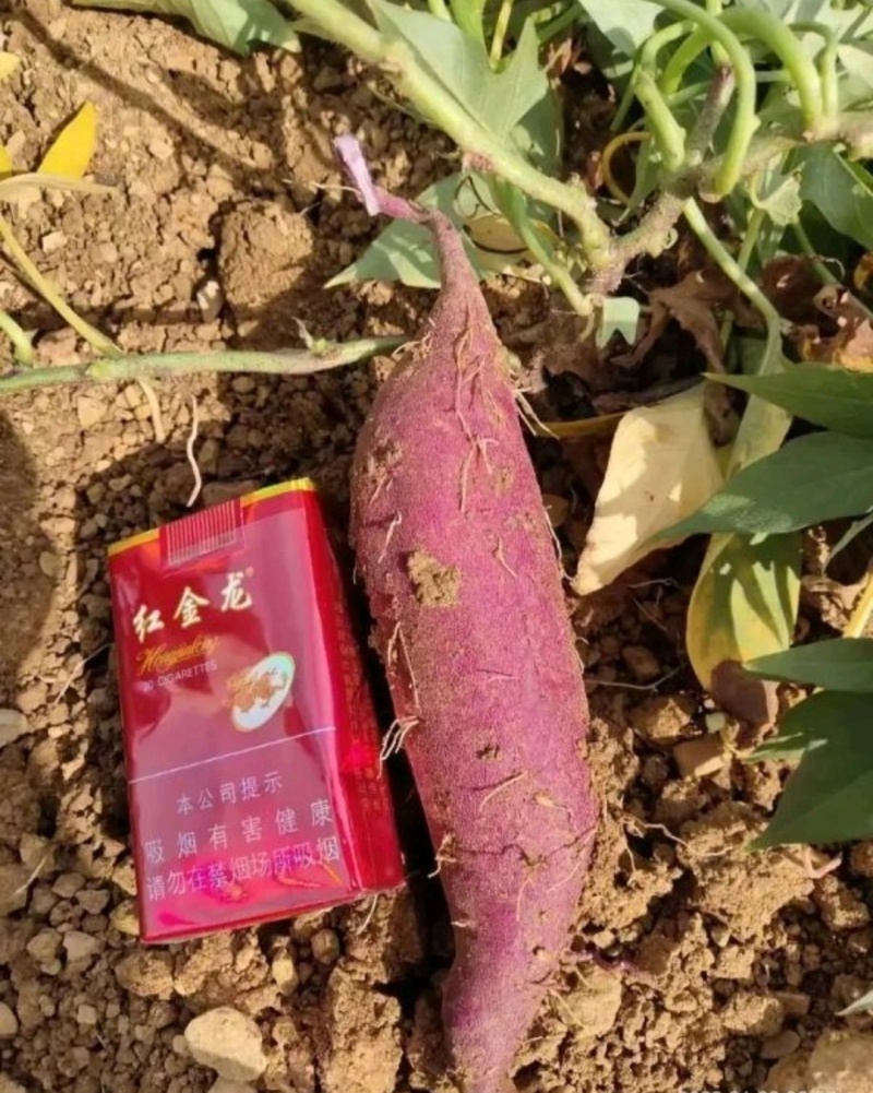 《畅销》湖北紫薯大量上市基地直发对接商超团购一条龙服务