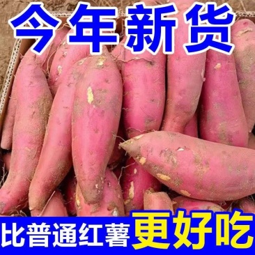《畅销》板栗薯湖北基地直发保质保量对接商超团购供应链