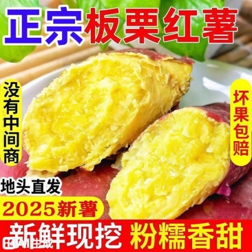 《精选》湖北板栗薯基地直发保质保量对接全国量大从优