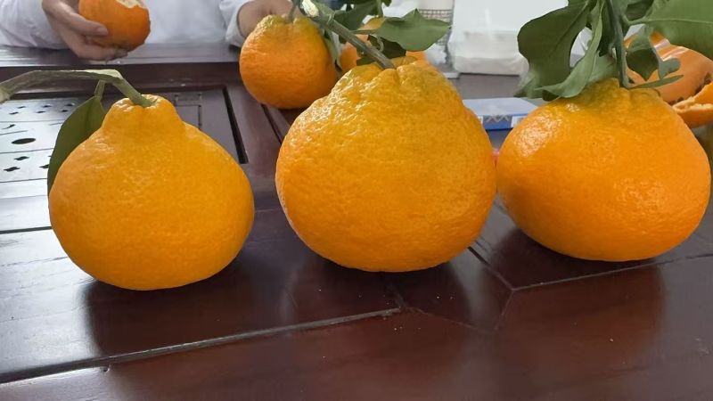 原产地直发耙耙柑电商一件代发