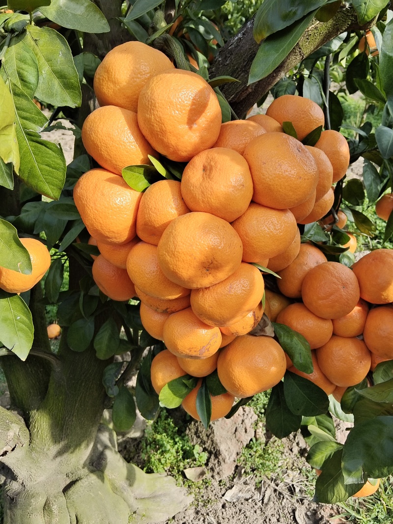 上海横沙岛蜜橘，果面干净，果皮细腻，纯甜无渣