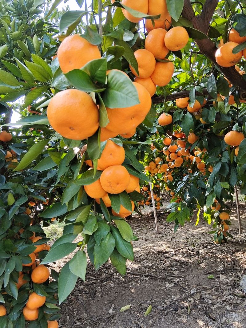 上海横沙岛蜜橘，果面干净，果皮细腻，纯甜无渣