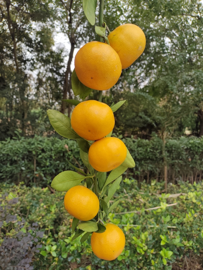 上海崇明长兴岛宫川蜜橘，皮薄，汁水多，糖度高
