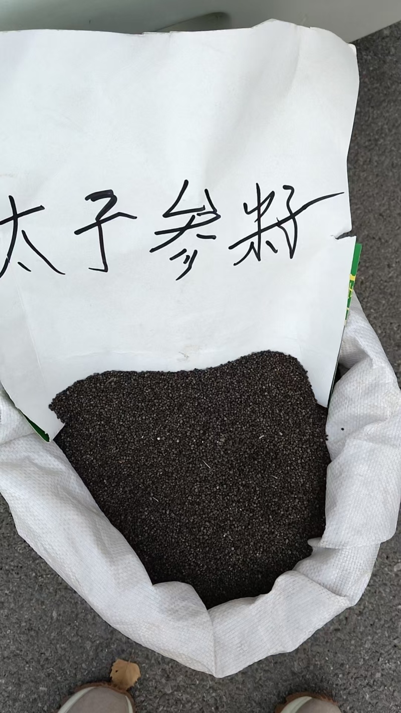 太子参种子