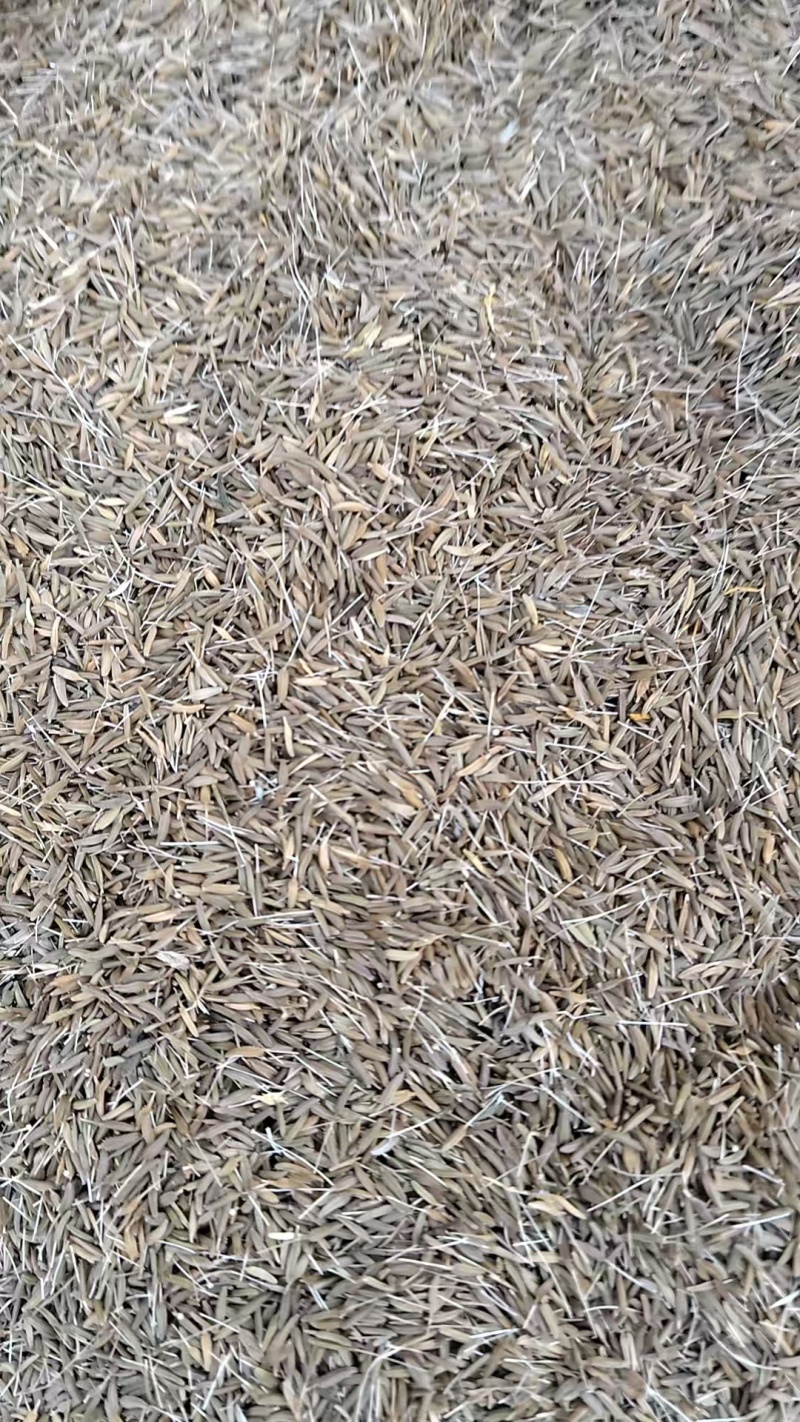 蒲公英种子