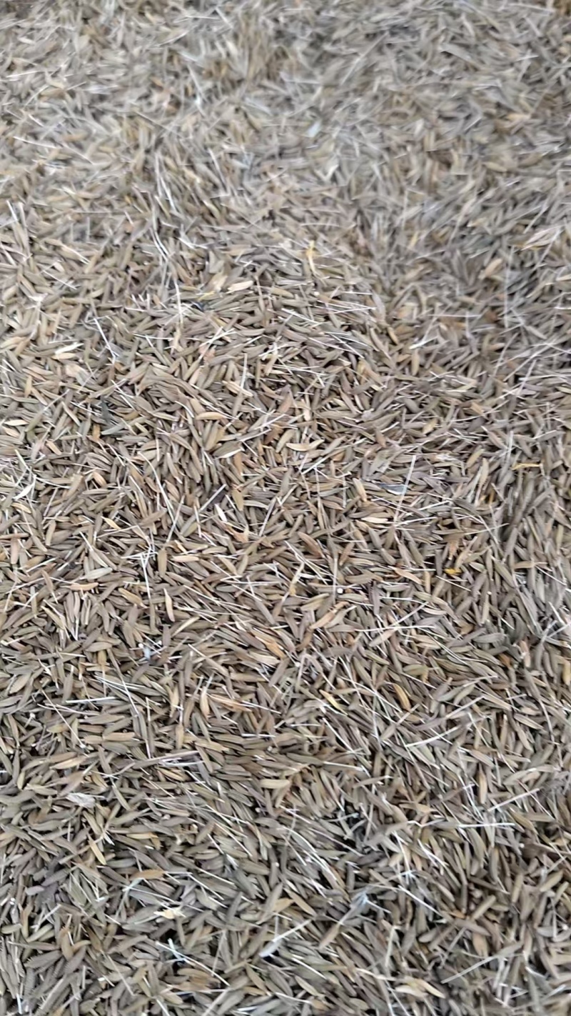 蒲公英种子