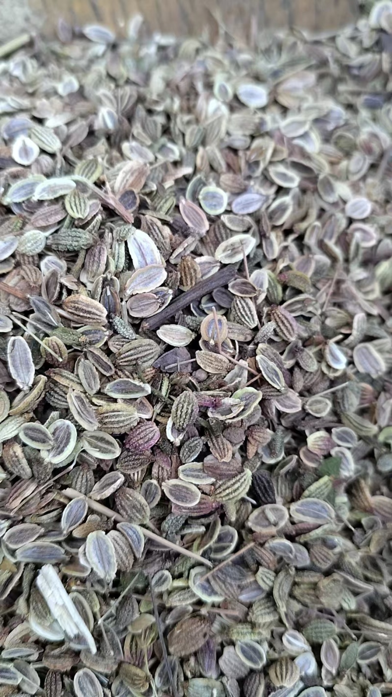张家口防风种子