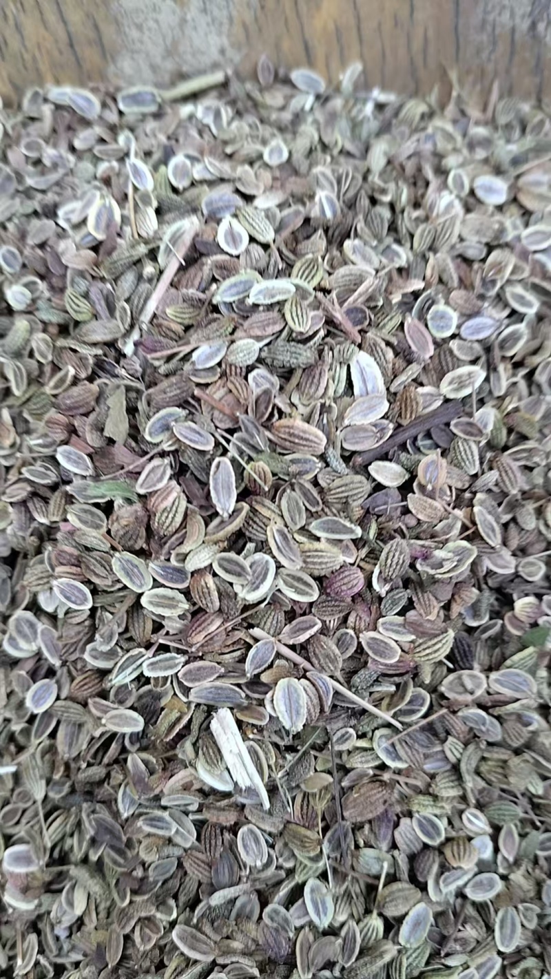 张家口防风种子