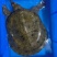 各类甲鱼批发，欢迎您咨询订购！各类鳖，温室，外塘，生态！