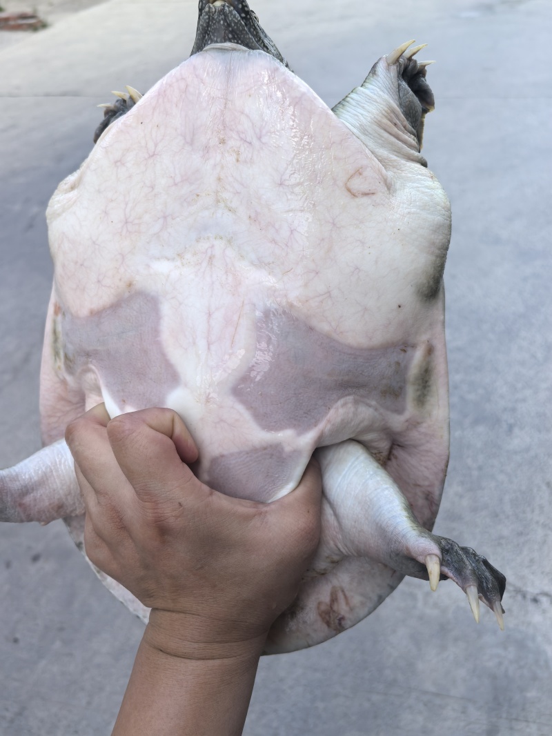 各类甲鱼批发，欢迎您咨询订购！各类鳖，温室，外塘，生态！