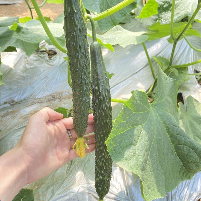 翔瑞904油亮型黄瓜种子密刺瓜把短皮色翠绿抗病长势强春秋