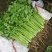 本地新鲜芹菜大量上市产地一手货源支持物流发货质量好