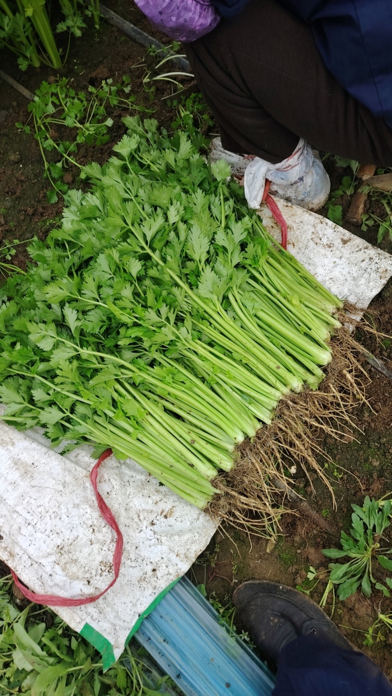 本地新鲜芹菜大量上市产地一手货源支持物流发货质量好