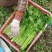 本地新鲜芹菜大量上市产地一手货源支持物流发货质量好