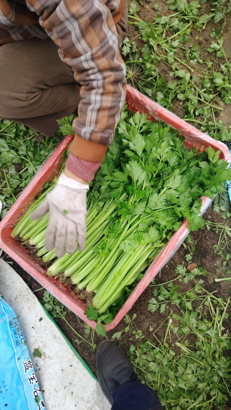 本地新鲜芹菜大量上市产地一手货源支持物流发货质量好