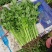 本地新鲜芹菜大量上市产地一手货源支持物流发货质量好