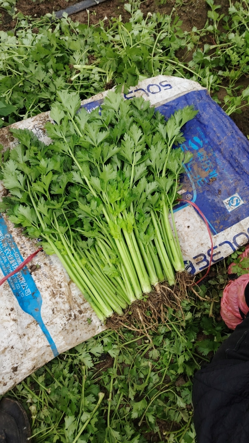本地新鲜芹菜大量上市产地一手货源支持物流发货质量好