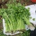 本地新鲜芹菜大量上市产地一手货源支持物流发货质量好