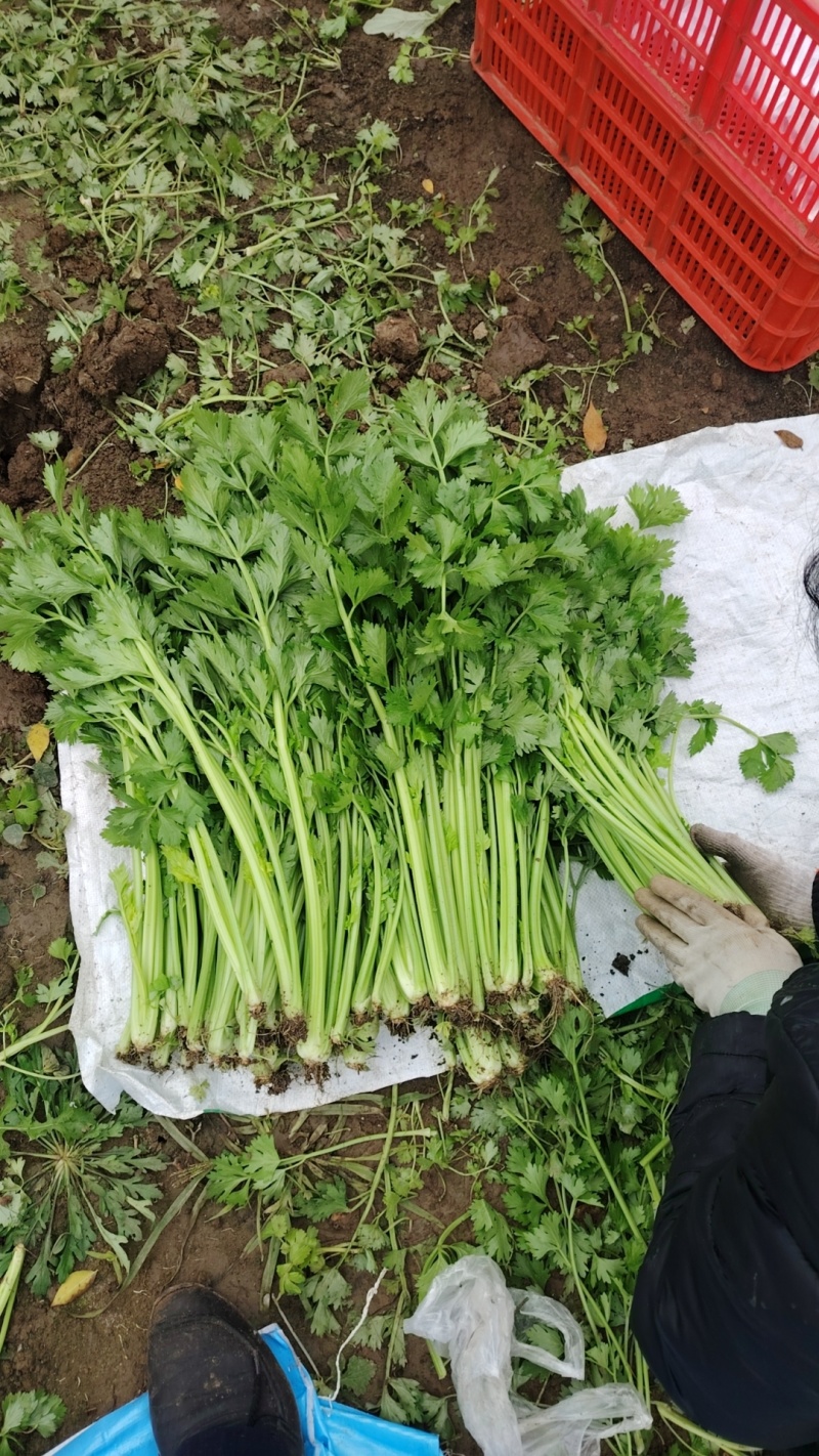 本地新鲜芹菜大量上市产地一手货源支持物流发货质量好