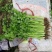 本地新鲜芹菜大量上市产地一手货源支持物流发货质量好