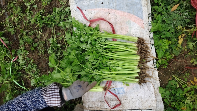 本地新鲜芹菜大量上市产地一手货源支持物流发货质量好