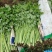 本地新鲜芹菜大量上市产地一手货源支持物流发货质量好