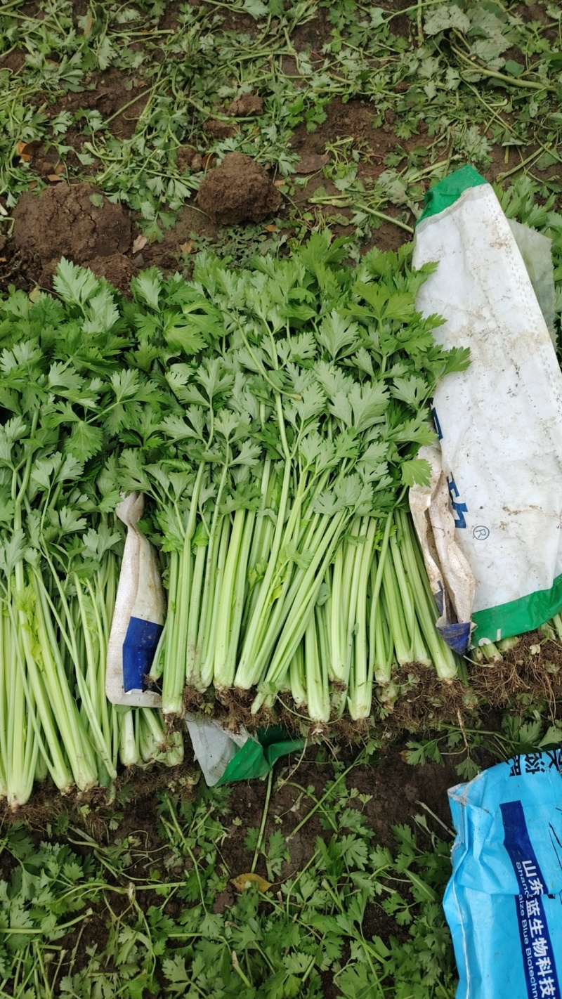 本地新鲜芹菜大量上市产地一手货源支持物流发货质量好
