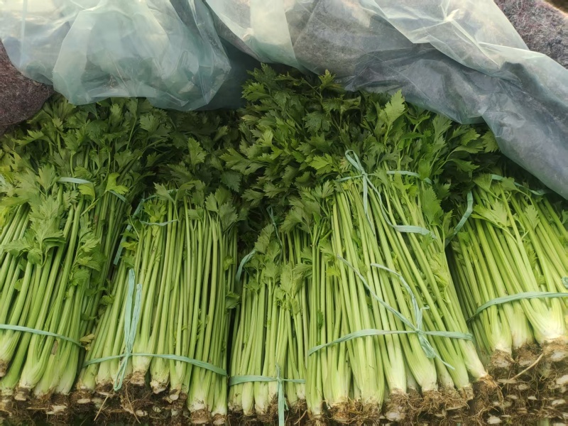 本地新鲜芹菜大量上市产地一手货源支持物流发货质量好