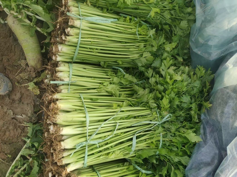 本地新鲜芹菜大量上市产地一手货源支持物流发货质量好