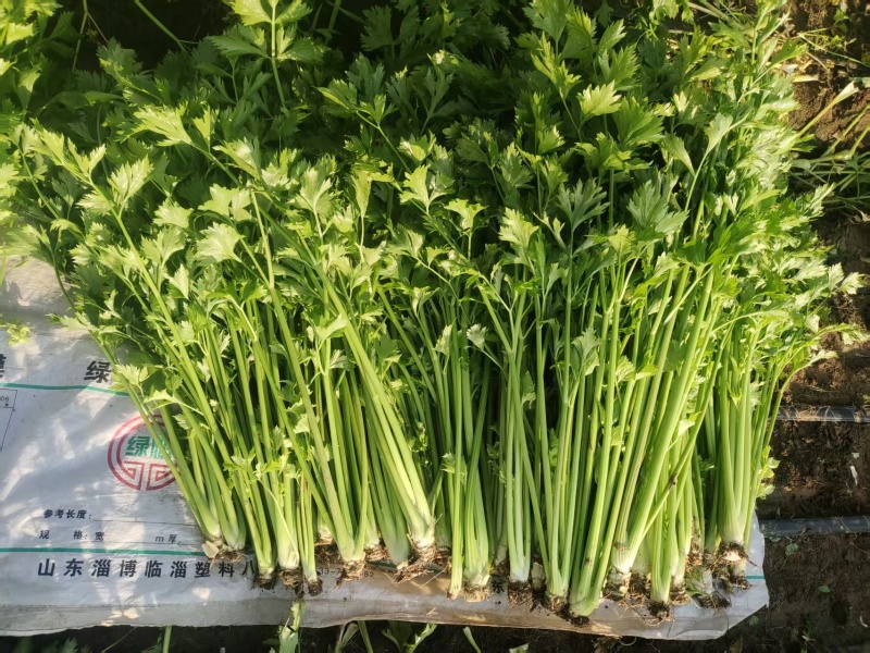 本地新鲜芹菜大量上市产地一手货源支持物流发货质量好