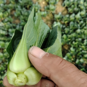 精品矮角黑菜，色泽光亮，老虫眼