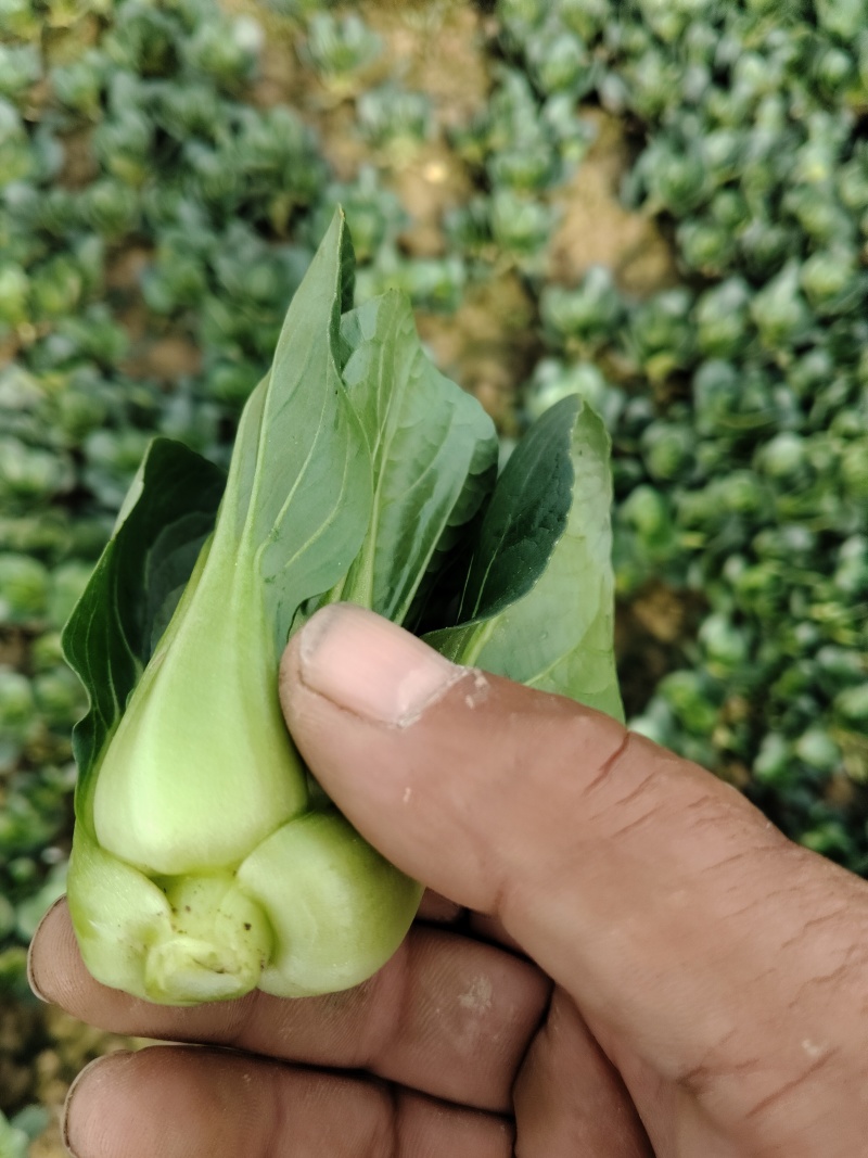 精品矮角黑菜，色泽光亮，老虫眼