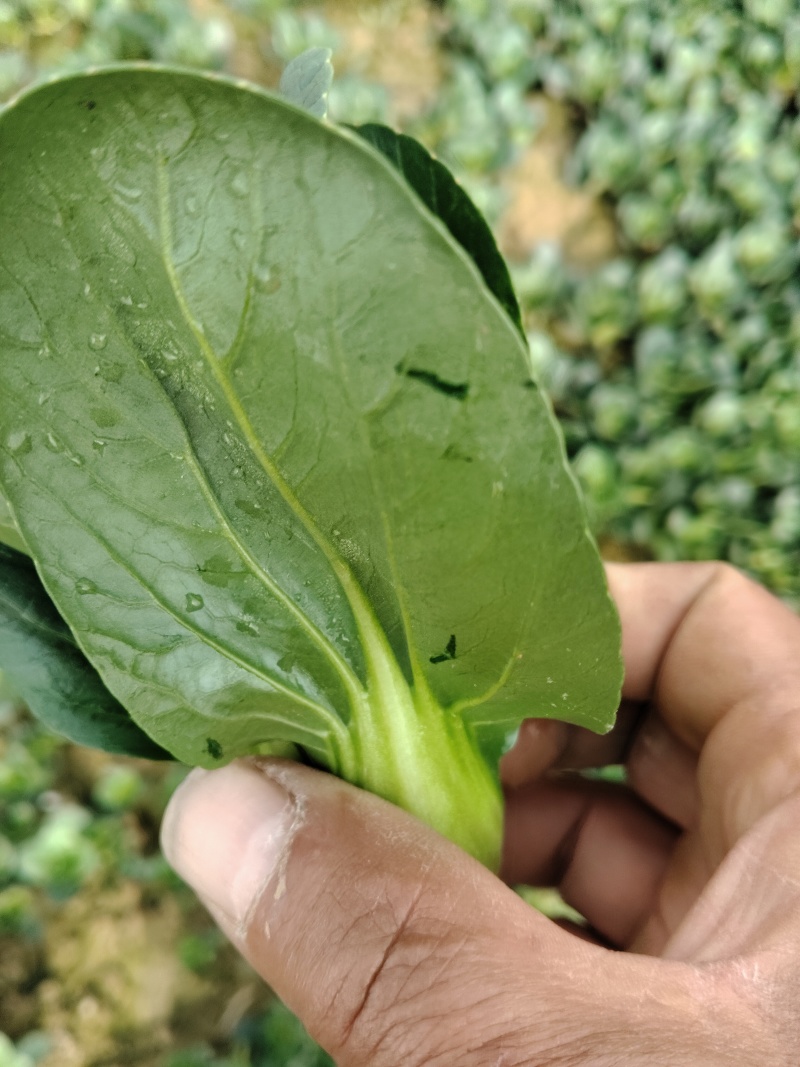 精品矮角黑菜，色泽光亮，老虫眼