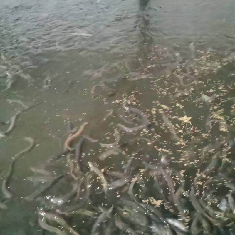 **改良的优质杂交泥鳅