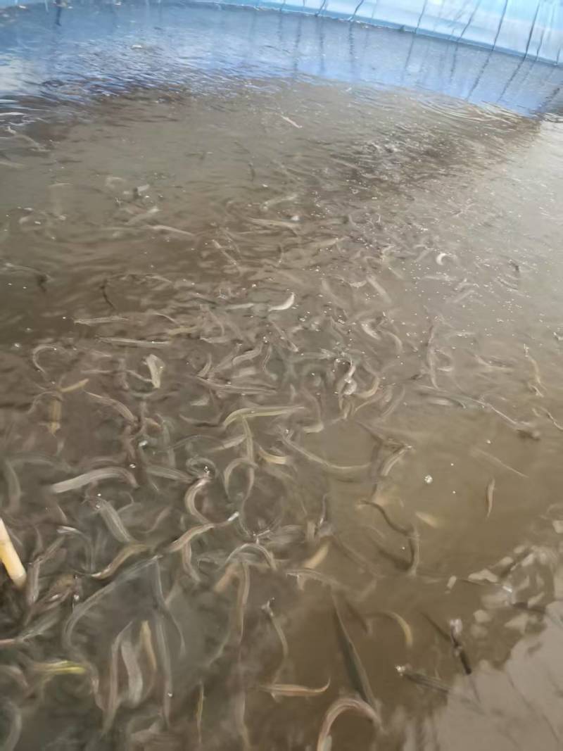 **改良的优质杂交泥鳅