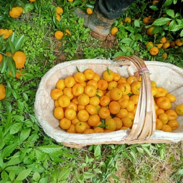 丑橘大量供应嗯，新老客户前来对接
