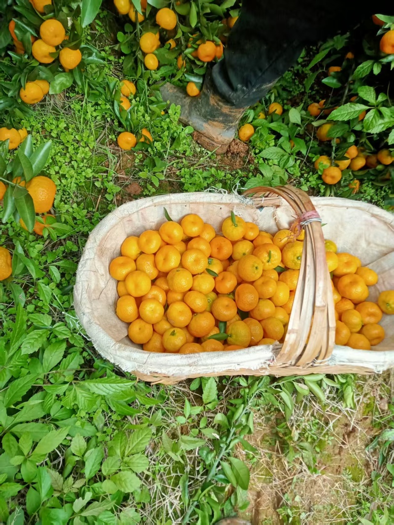 丑橘大量供应嗯，新老客户前来对接