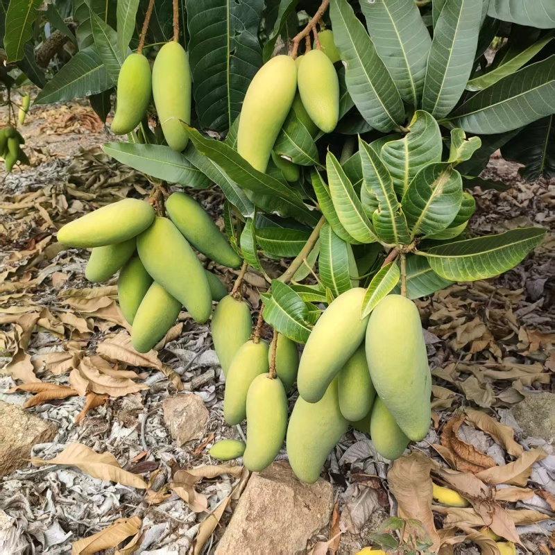 海南象牙芒.电商货..全国发货