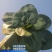 如皋黑塌菜