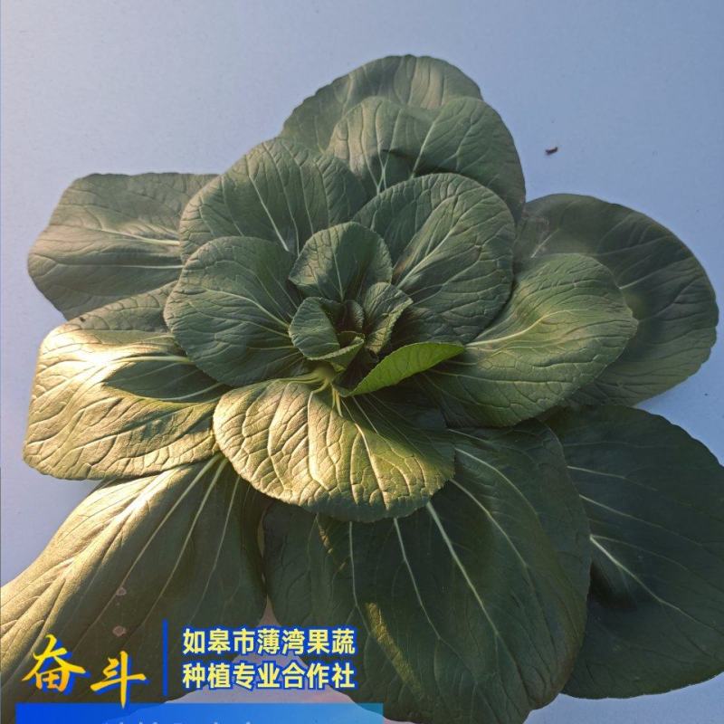如皋黑塌菜